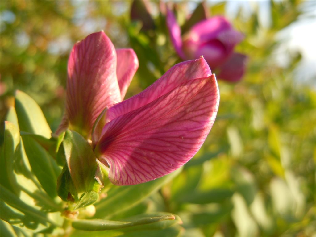 Polygala myrtifolia